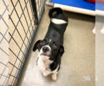 Small Chihuahua Mix