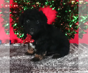 Aussiedoodle Miniature Puppy for sale in FREDERICKSBURG, OH, USA