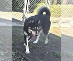 Small Siberian Husky