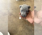 Small Photo #4 American Bully Puppy For Sale in FAYETTEVILLE, NC, USA
