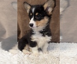 Small #1 Pembroke Welsh Corgi