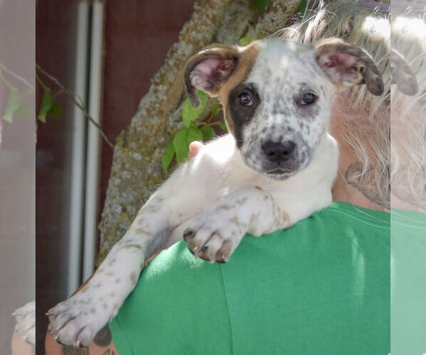 Medium Photo #5 American Staffordshire Terrier-Boxer Mix Puppy For Sale in Huntley, IL, USA