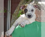 Small #4 American Staffordshire Terrier-Boxer Mix