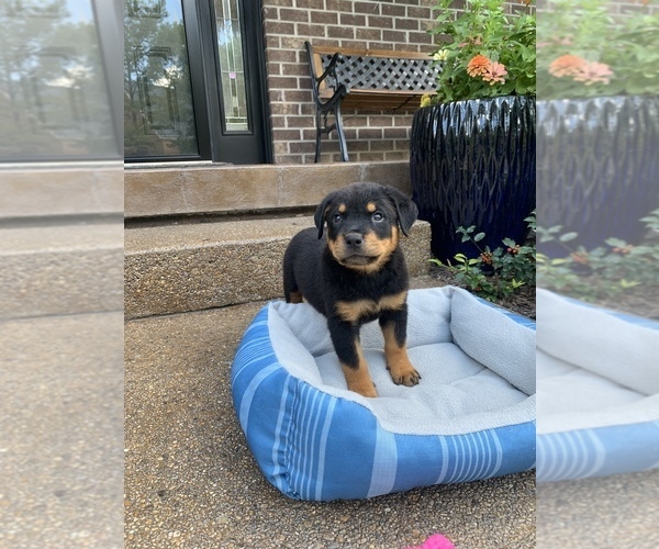 Full screen Photo #5 Rottweiler Puppy For Sale in NOBLESVILLE, IN, USA