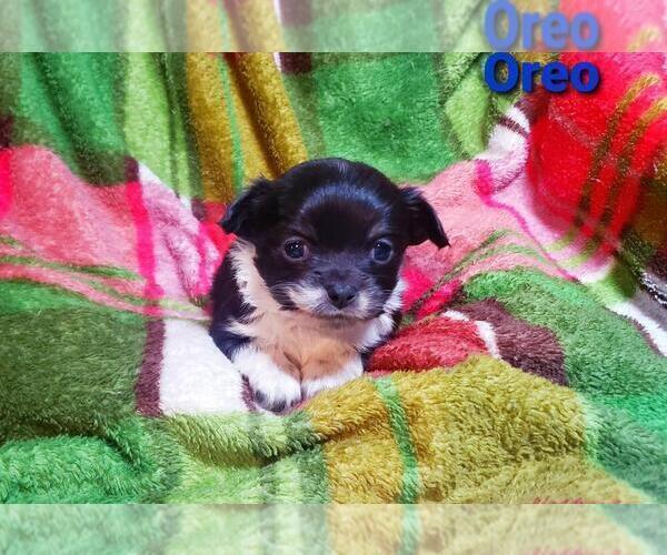 Medium Photo #2 Chihuahua Puppy For Sale in POTEAU, OK, USA