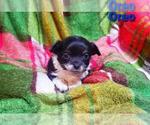 Small Photo #2 Chihuahua Puppy For Sale in POTEAU, OK, USA