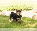 Small #11 Shiba Inu