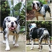 Small Photo #1 Olde English Bulldogge Puppy For Sale in EUGENE, OR, USA