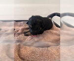 Small Labrador Retriever Mix