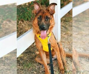 German Shepherd Dog Dogs for adoption in Sacramento, CA, USA
