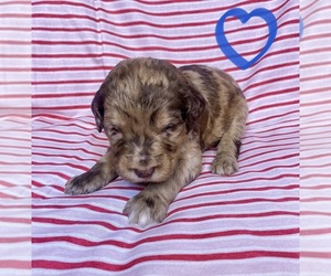 Bernedoodle Puppy for sale in CULLMAN, AL, USA