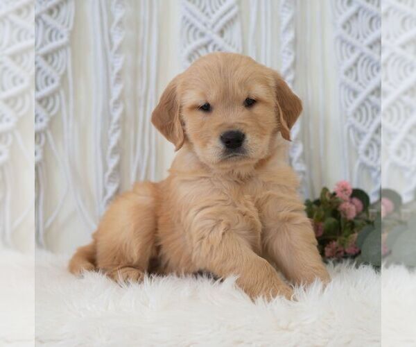 Medium Photo #4 Golden Retriever Puppy For Sale in NEWPORT, PA, USA