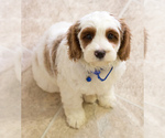 Small Photo #2 Cavapoo Puppy For Sale in BAY VIEW, WI, USA