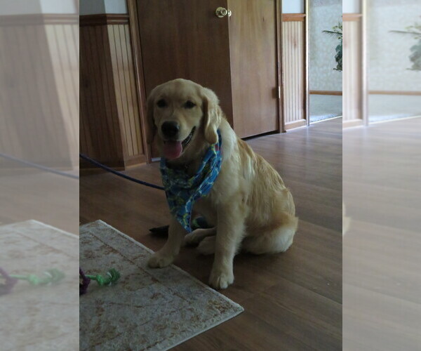 Medium Photo #14 Golden Retriever Puppy For Sale in MECHANICSVILLE, MD, USA