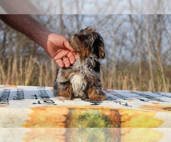 Medium Photo #27 ShihPoo Puppy For Sale in DYERSBURG, TN, USA