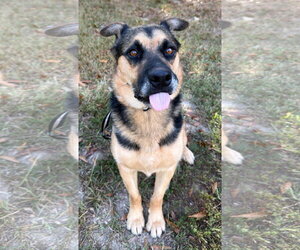 German Shepherd Dog-Unknown Mix Dogs for adoption in Attalka, AL, USA