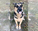 Verity - Female German Shepherd Dog-Unknown Mix Dog for Adoption - Small photo