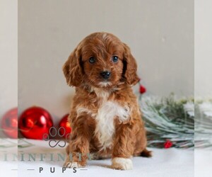 Cavapoo Puppy for sale in LITITZ, PA, USA