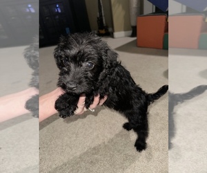 Schnoodle (Miniature) Puppy for sale in HAPPY VALLEY, OR, USA