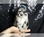 Puppy Silver F1B Maltipoo