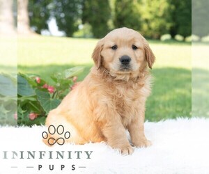 Golden Retriever Puppy for sale in NEWPORT, PA, USA