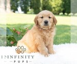 Small Golden Retriever