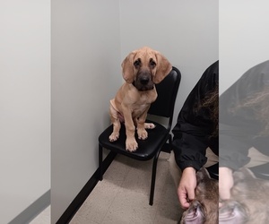 Great Dane Puppy for sale in FORT MITCHELL, KY, USA