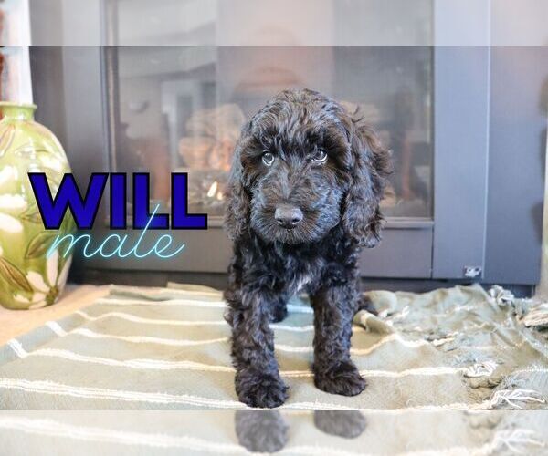 Medium Photo #2 Goldendoodle (Miniature) Puppy For Sale in NORTH LIBERTY, IN, USA