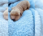 Small Photo #2 Golden Retriever Puppy For Sale in BOSTON, KY, USA