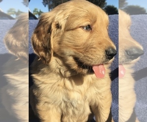 Golden Retriever Puppy for sale in SANTA ANA, CA, USA