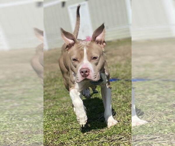 Medium Photo #4 American Pit Bull Terrier-Unknown Mix Puppy For Sale in Virginia Beach, VA, USA