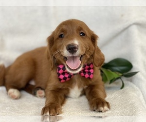 Goldendoodle (Miniature) Puppy for sale in EAST EARL, PA, USA