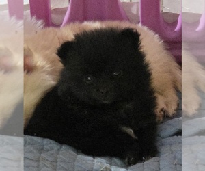 Pomeranian Puppy for sale in SPOTSYLVANIA, VA, USA
