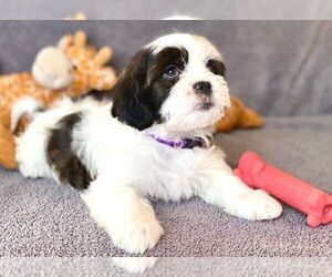 Brittany-Shih Tzu Mix Puppy for sale in SWAN VALLEY, MT, USA