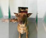 *ALMOND JOY - Female German Shepherd Dog-Unknown Mix Dog for Adoption - Small photo