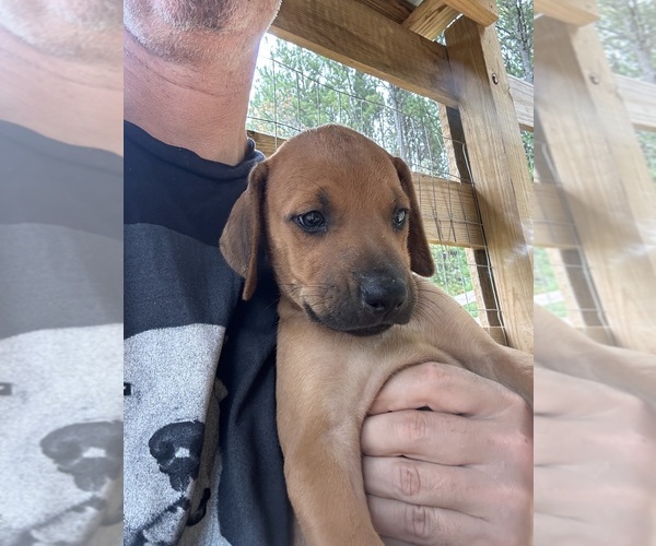 Medium Photo #3 Rhodesian Ridgeback Puppy For Sale in ROME, GA, USA