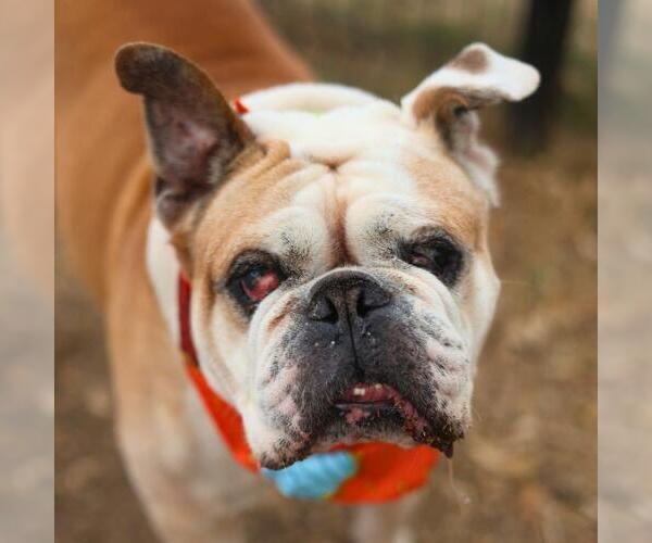 Medium Photo #1 Bulldog Puppy For Sale in San Antonio, TX, USA