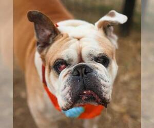 Bulldog Dogs for adoption in San Antonio, TX, USA