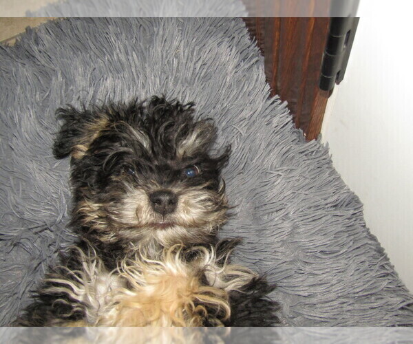 Medium Photo #3 Shih-Poo Puppy For Sale in CLARKRANGE, TN, USA