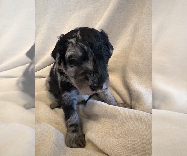 Medium Photo #3 Schnoodle (Giant) Puppy For Sale in MINNEAPOLIS, MN, USA