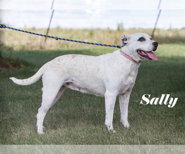 Medium Photo #2 American Bulldog-Unknown Mix Puppy For Sale in Stover, MO, USA