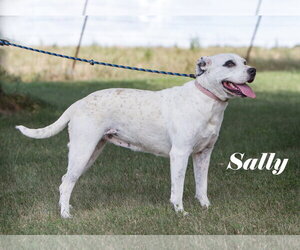 Sally - Female American Bulldog-Unknown Mix Dog for Adoption - Photo #2