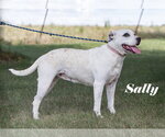 Small #1 American Bulldog Mix