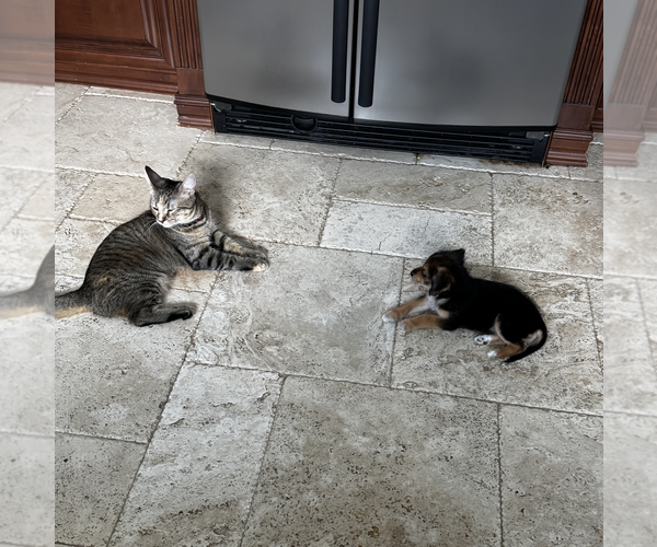 Medium Photo #4 Dachshund-Unknown Mix Puppy For Sale in Weston, FL, USA
