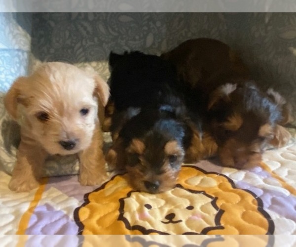 Medium Photo #6 Yorkshire Terrier Puppy For Sale in FRESNO, CA, USA