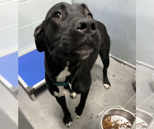 Medium Photo #1 Labrador Retriever Puppy For Sale in Tavares, FL, USA