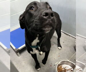 Labrador Retriever Dogs for adoption in Tavares, FL, USA