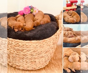 Vizsla Puppy for sale in MELBA, ID, USA