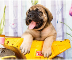 Small Photo #43 Mastiff Puppy For Sale in WAKARUSA, IN, USA