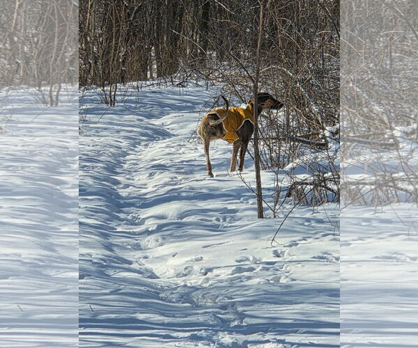 Medium Photo #5 Doberman Pinscher-Unknown Mix Puppy For Sale in Buffalo, MN, USA